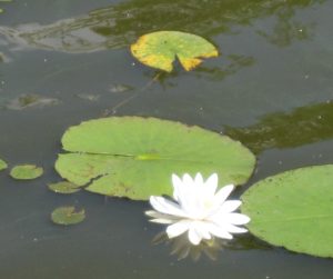 lotus flower and lilypad